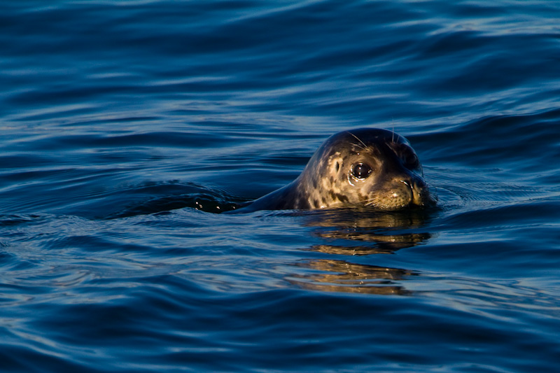 Harbor Seal